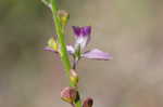 Showy milkwort